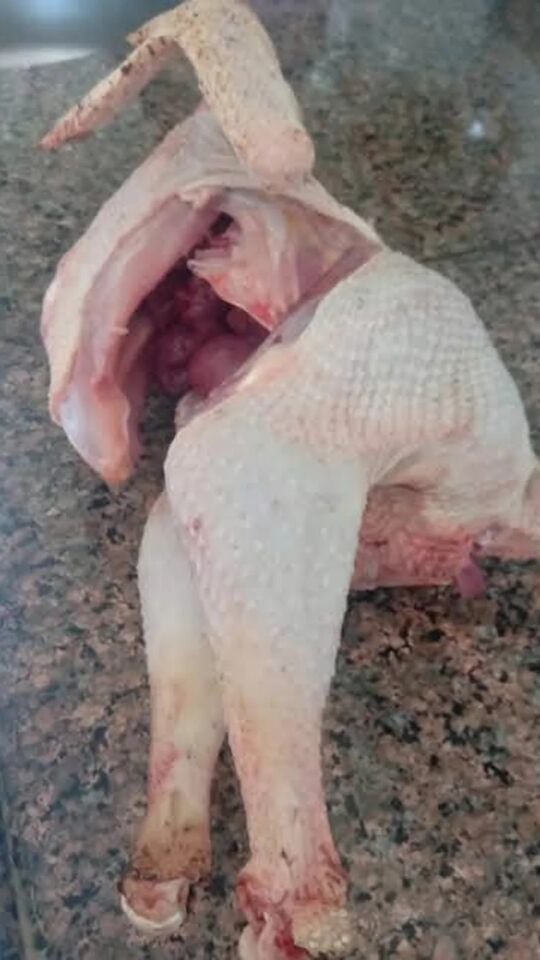 Hakiki köy Horozu 3 adet 2500₺